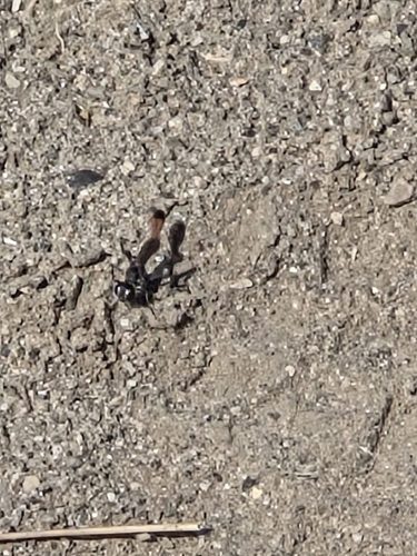 iNaturalist observation photo of Common Thread-waisted Wasp