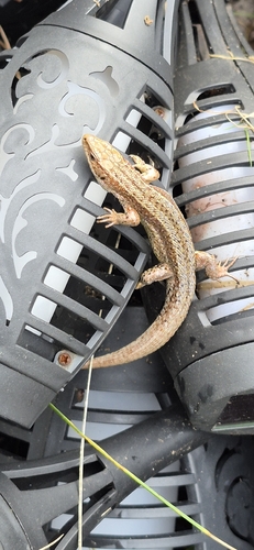 Viviparous Lizard