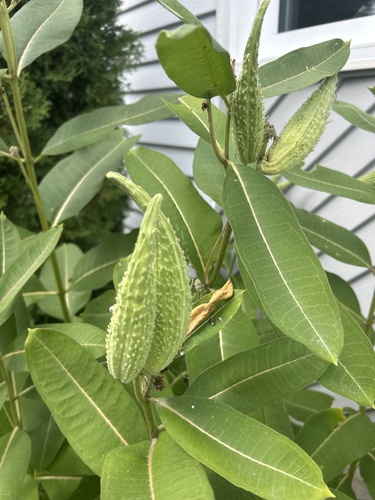 common milkweed