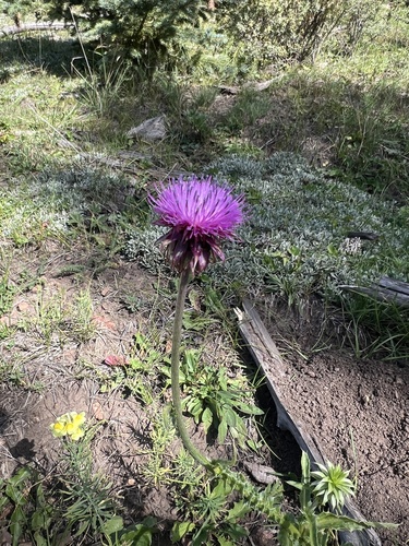 musk thistle
