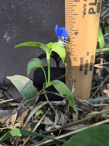 Asiatic dayflower