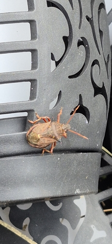 Spiny Shield Bug