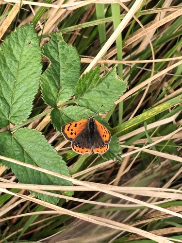 Small Copper