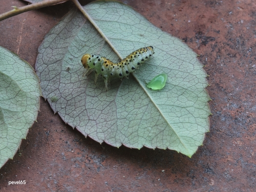 Rose Sawfly