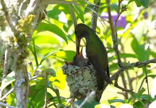 Glittering-throated Emerald