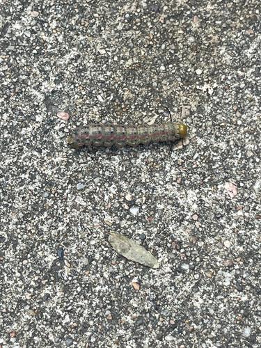 Pink-striped Oakworm Moth