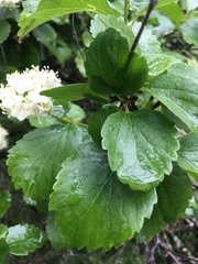 Viburnum ellipticum