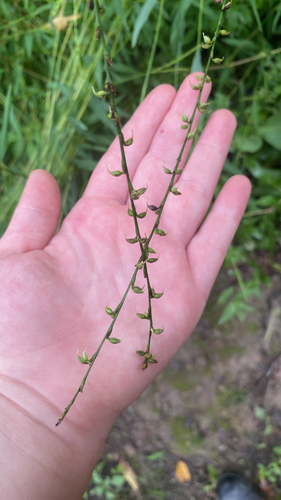 American jumpseed