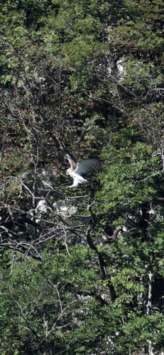 Short-toed Snake-Eagle