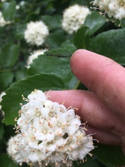 Viburnum ellipticum
