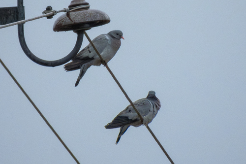 Stock Dove