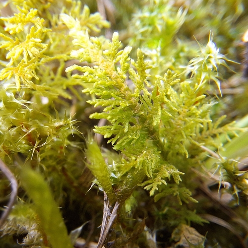 Thuidium assimile observed 2026-09-13
