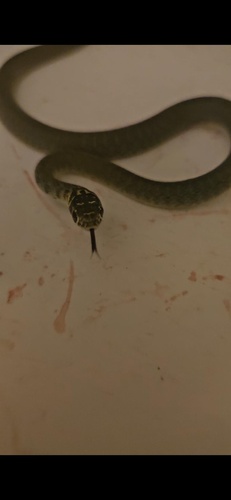 Green Whip Snake
