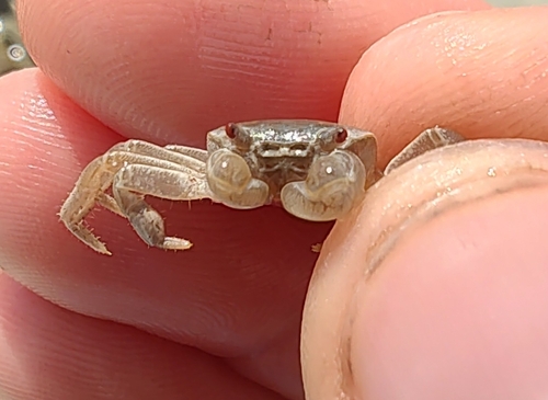Cyclograpsus integer observed 2026-09-10