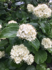 Viburnum ellipticum
