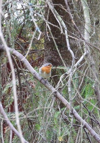 European Robin