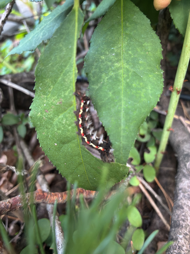 Knot Grass Moth