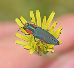 Anthaxia hungarica