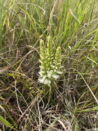 Great Plains Ladies' Tresses