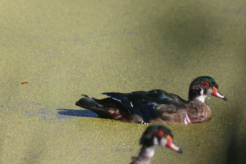 Wood Duck