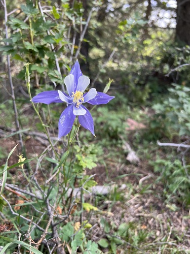 blue columbine