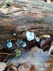 Mycena cyanocephala