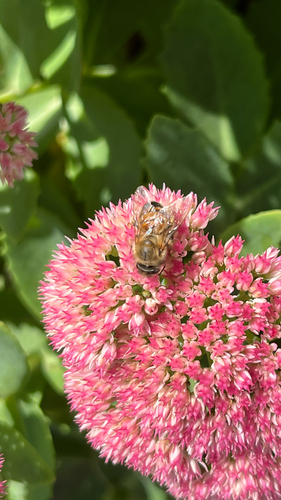 Western Honey Bee