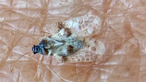 oak lace bug