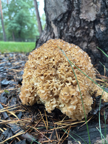 Cauliflower Fungus