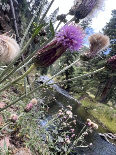 creeping thistle