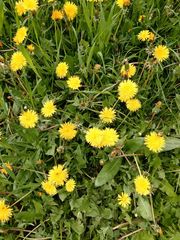Taraxacum officinale