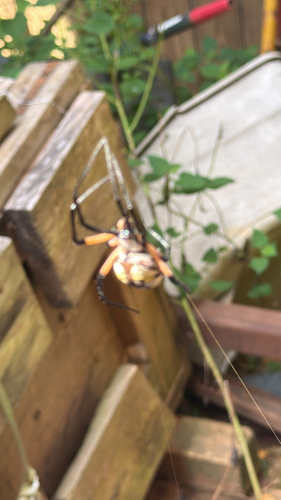 Yellow Garden Spider