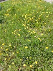 Taraxacum officinale
