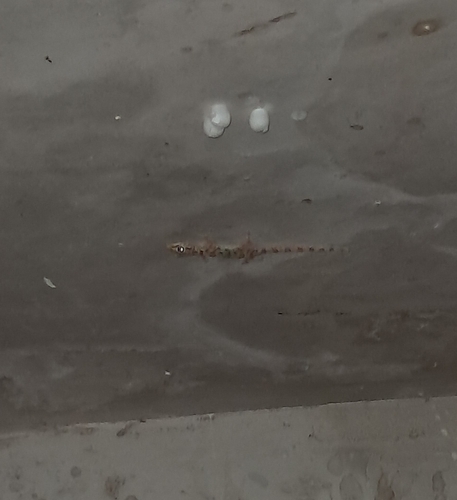 Yellow Fan-fingered Gecko