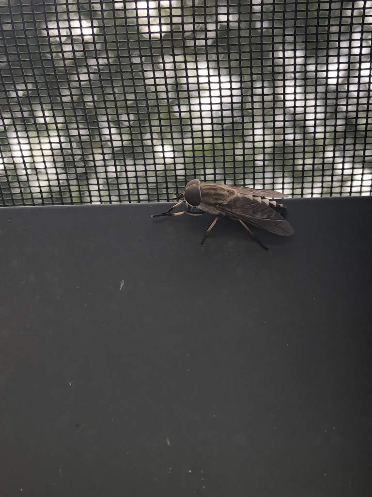 Tabanus petiolatus