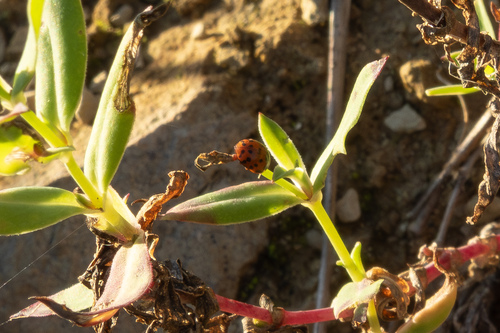 24-spot Ladybird