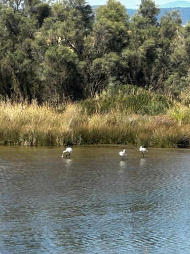 Eurasian Spoonbill