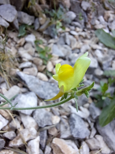 Prostrate Toadflax