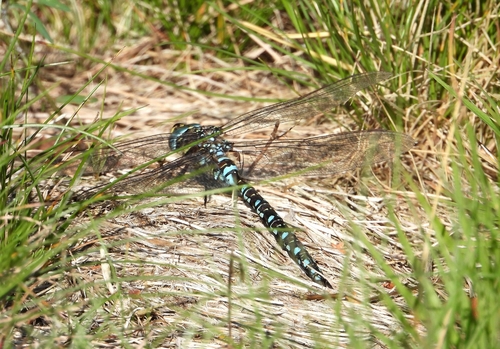 Sedge Darner