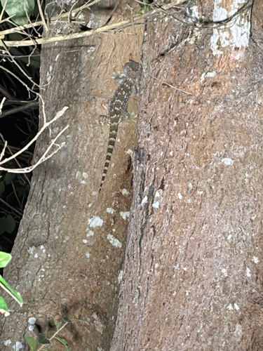 Tokay Gecko