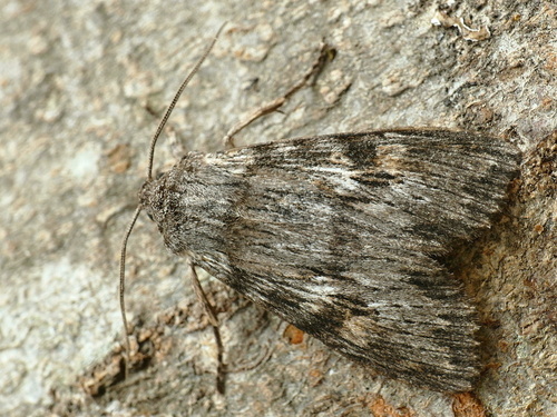 Ash Shoulder-knot
