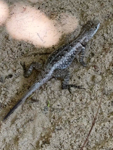 Peters' Lava Lizard