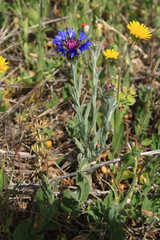 Centaurea depressa