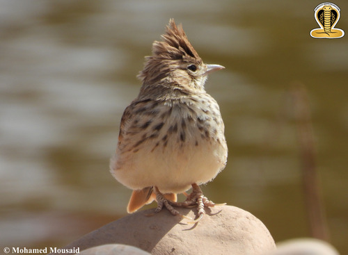 Thekla's Lark