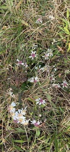 calico aster