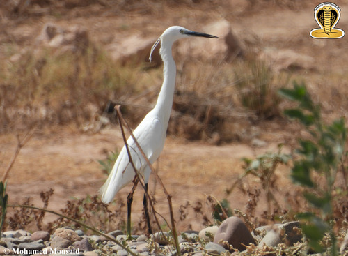 Little Egret