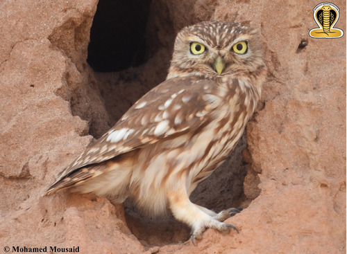 Little Owl