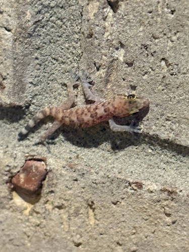 Mediterranean House Gecko
