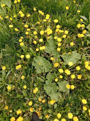Taraxacum officinale