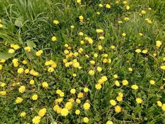 Taraxacum officinale